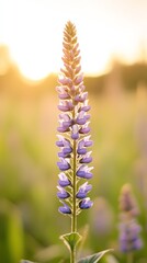 Blooming purple lupine flowers fill a field during a warm summer sunset, creating a serene and idyllic natural scene bathed in soft golden light