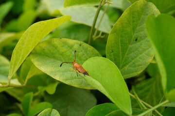 The Girdle Beetle potentially the species Obereopsis brevis which is known to affect soybean crops in India