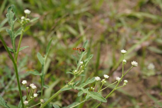 Marmalade hoverfly is flying over the Parthenium hysterophorus plant with its tiny white flowers