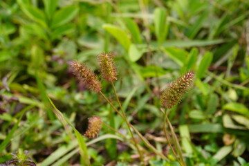 Setaria pumila or Setaria viridis commonly known as yellow foxtail or bristle grass in close up with a blurry background