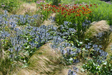 ornamental grasses, Helenium autumnale flower, also known as Common Sneezeweed and Eryngium, also known as Sea Holly