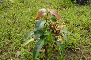 The little mango tree is full with mango flowers and new leaves