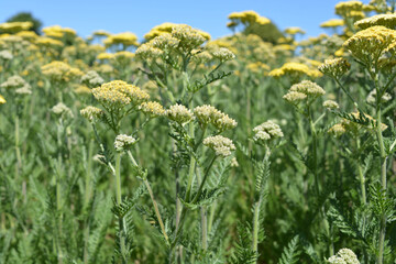 Yarrow also known as Achillea  