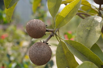 Sapodilla fruits also known as Chiku on the twig in close up with a blurry background