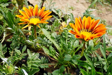 The orange Gazania flowers are blooming on its plant with a blurry background