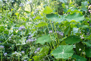 Nasturtium (Tropaeolum majus) and Phacelia (Phacelia tanacetifolia) Growing Together / Concept: Companion Planting in Mixed Culture Vegetable Garden