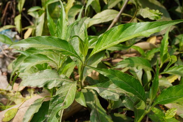 The Malabar nut plant also known as Vasaka plant in close up with a blurry background