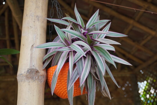 Moses-in-the-cradle or boat lily scientifically referred to as Tradescantia spathacea is a hanging plant