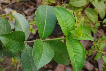 Wrightia antidysenterica also known as coral swirl or tellicherry bark twig with green leaves