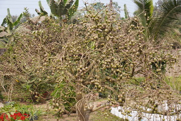The tree laden with fruits likely Ambarella or Wild Mango plant is full with fruits