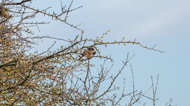 a small flock of Corn bunting (Emberiza calandra) perched in a winter tree