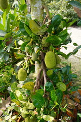 The young jackfruit plant is full with baby jackfruits on it