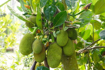 The young jackfruits and leaves on the trunk of the jackfruit tree in the plant nursery