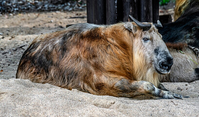 Fototapeta premium Takin on the sand.Latin name - Budorcas taxicolor 
