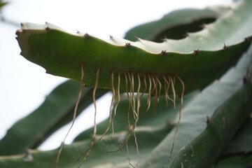The aerial roots are coming out from the dragon fruit stem