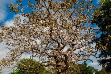 Typical tree of the Brazilian cerrado biome in an idyllic setting