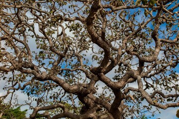 Typical tree of the Brazilian cerrado biome in an idyllic setting