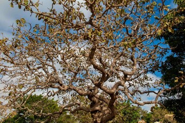 Typical tree of the Brazilian cerrado biome in an idyllic setting