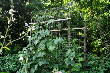 Garden Trellis with Climbing Beans / Concept: DIY Support Structure for Pumpkin, Bean and Cucumber Plants