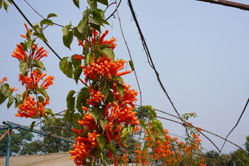 Pyrostegia venusta commonly known as flame vine or orange trumpet vine flowers are blooming on the...