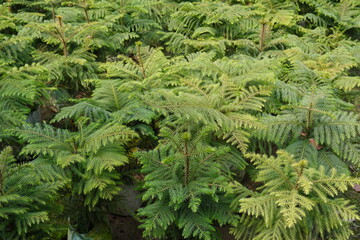The Christmas pine trees are individually planted in the nursery bags