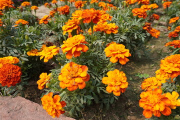 The orange marigold flowers are blooming on its plants in close up
