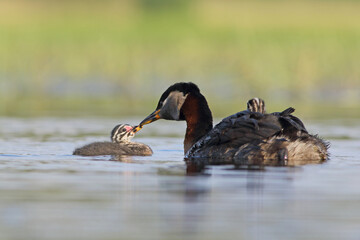 Perkoz rdzawoszyi (Podiceps grisegena), red-necked grebe  © Bartosz Rakoczy