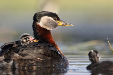 Perkoz rdzawoszyi (Podiceps grisegena), red-necked grebe  © Bartosz Rakoczy