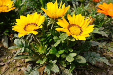 The yellow Gazania flowers are blooming on its plant with its green leaves in close up with a blurry background