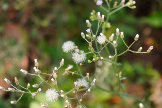 Cyanthillium cinereum also known as little ironweed in close up with a blurry background