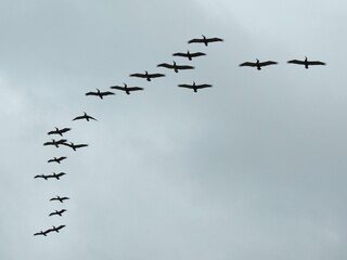 Twenty pelicans flying in formation high above.