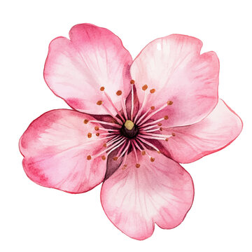 Pink flower illustration, isolated on white. Spring blossom element for design needs. Realistic petals and stamens. Vector clip art. Pink cherry flower, sakura bloom, spring card single design element