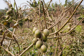 The hog palms are on the stalk in close up