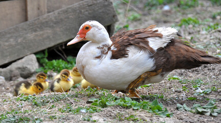 A female musk duck (Cairina moschata) with her young brood.