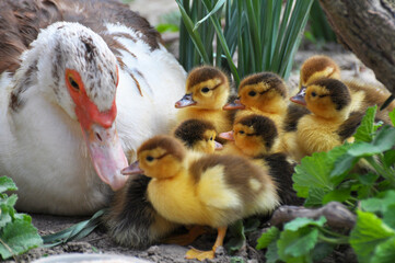 A female musk duck (Cairina moschata) with her young brood.