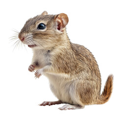 Curious Gerbil: Nature's Small Wonder with Transparent Background