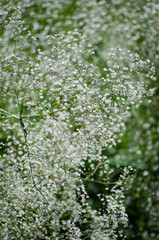 Gypsophila