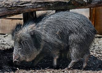 Chacoan peccary also known as tagua. Latin name - Catagonus wagneri