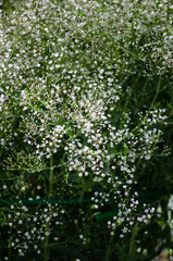 Fototapeta premium Gypsophila
