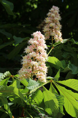 Chestnut (Aesculus hippocastanum, bitter chestnut) blooms in nature in spring