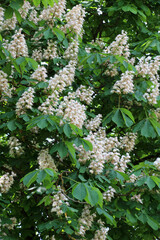 Chestnut (Aesculus hippocastanum, bitter chestnut) blooms in nature in spring