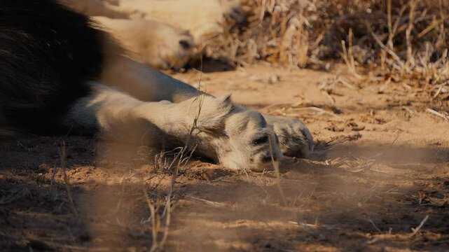 Closeup Of African Lion Legs on Ground Slow Motion Shot in 4K Resolution