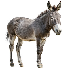 Majestic Donkey Portrait Against a Black Background