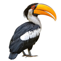 Obraz premium Majestic Hornbill with Vibrant Beak with Transparent Background