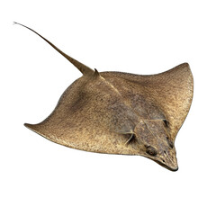 Majestic Ray: Nature's Elegant Marine Marvel on white background