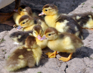 Young ducks of musk breed (Cairina moschata)