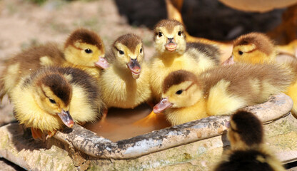 Young ducks of musk breed (Cairina moschata)