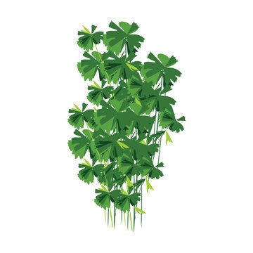 pasley with loaded fresh green leaves clipart design