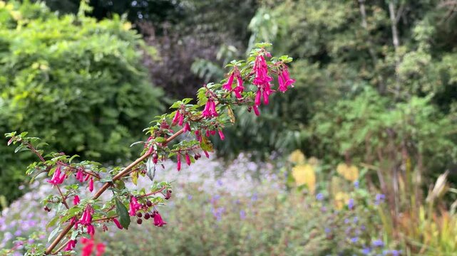 pink flowers blowing in the wind in the garden
