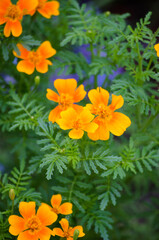 Marigolds